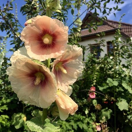 Ferienwohnung Stockrose Middelhagen Kültér fotó