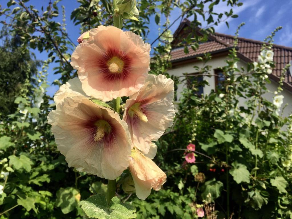Ferienwohnung Stockrose Middelhagen Kültér fotó